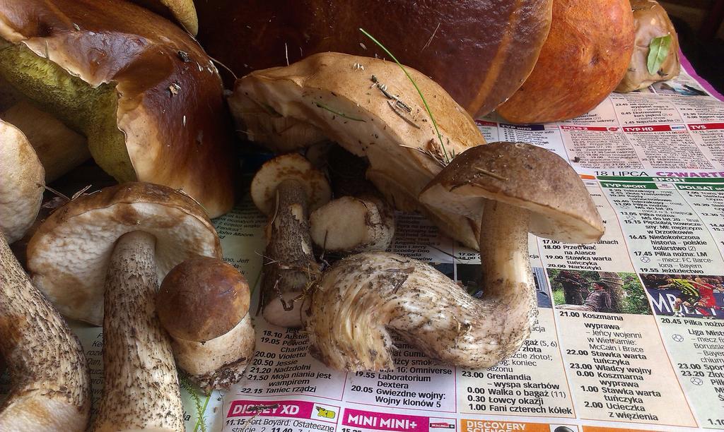 Agro-Tur Domki W Szuwarach Kuty Ngoại thất bức ảnh