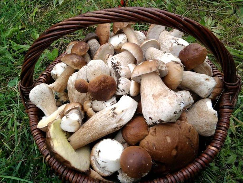 Agro-Tur Domki W Szuwarach Kuty Ngoại thất bức ảnh